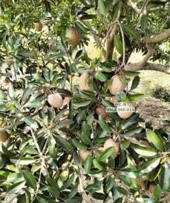 Thành quả vườn sapo Cần Thơ cho trái tốt quanh năm nhờ nguồn cây giống khỏe mạnh Phúc An