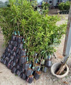 Cây giống sapo Mexico xanh tốt rễ đâm xuyên bầu khỏe mạnh được Phúc An chuẩn bị sẵn sàng giao đi xa