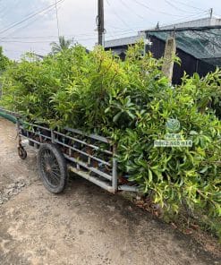 Lô cây giống sapo Mexico sinh trưởng tốt bầu rễ khỏe mạnh chuẩn bị giao khách tại Phúc An