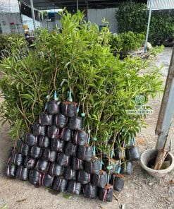 Lô cây giống sapo Mexico bộ lá xanh khỏe dày dặn tại Cây Giống Phúc An