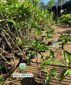 Cây giống sapo Mexico sinh trưởng nhanh vượt trội tại vườn ươm Phúc An