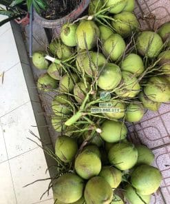Nông dân thu hoạch trái dừa dứa Thái to tròn đạt chuẩn Cây Giống Phúc An