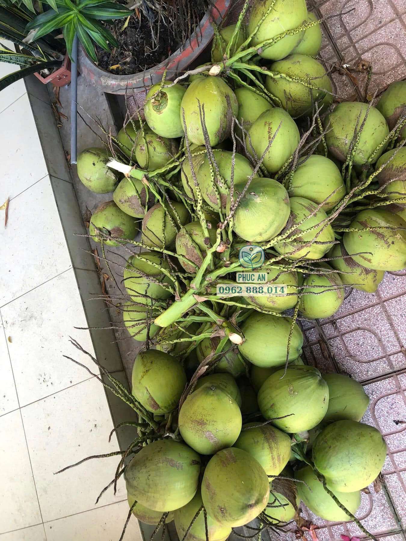 Nông dân thu hoạch trái dừa dứa Thái to tròn đạt chuẩn Cây Giống Phúc An