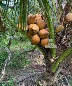 Cây giống dừa mã lai bầu 33 Buồng trái dừa Mã Lai bầu sai trĩu quả tại vườn cây giống Phúc An