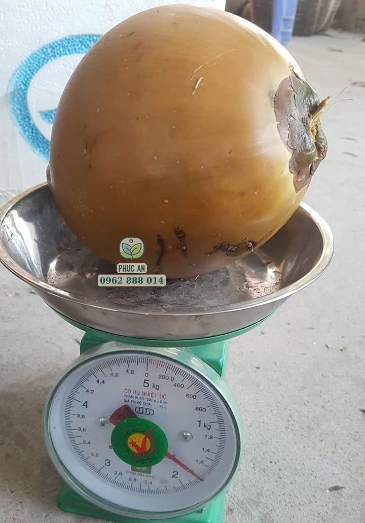 Cây giống dừa mã lai bầu 15 Thành quả dừa Mã Lai bầu trái to nặng ký nhờ chọn mua cây giống chuẩn tại vườn Phúc An