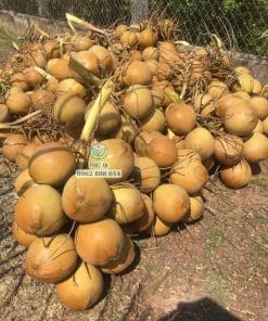 Cây giống dừa mã lai bầu 36 Thu hoạch dừa mã lai bầu