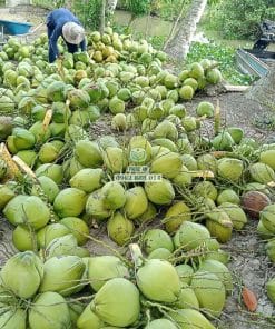 Nông dân thu hoạch những buồng dừa ta to tròn đạt chuẩn Cây Giống Phúc An