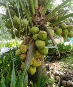 Cây giống dừa ta sinh trưởng nhanh vượt trội tại vườn ươm Phúc An