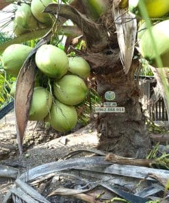 Buồng dừa ta siêu năng suất từ Cây Giống Phúc An