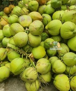 Thu hoạch lô trái dừa ta già đạt độ chín ngon nhất Cây Giống Phúc An