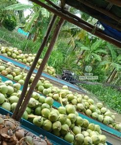 Thành quả vườn dừa ta cho trái tốt quanh năm nhờ nguồn cây giống khỏe mạnh Phúc An