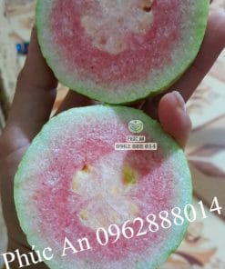 Cắt thử trái ổi Ruby ngon ngọt lịm vừa thu hoạch tại vườn Phúc An