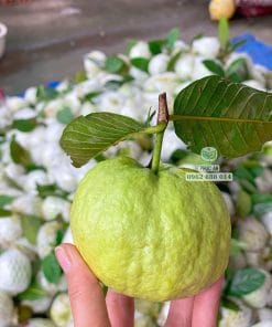 Hình ảnh trái ổi Ruby đạt trọng lượng chuẩn thu hoạch từ cây giống đầu dòng tại Phúc An