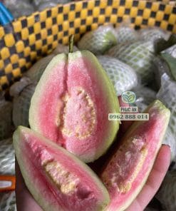 Thịt trái ổi Trân Châu dày dặn và vị ngọt thanh Phúc An