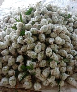 Thu hoạch những trái ổi Trân Châu già chín cây tại vườn Cây Giống Phúc An