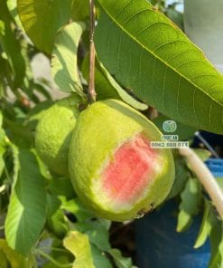 Cận cảnh trái ổi Trân Châu được cắt lộ phần thịt dày dặn ít hạt