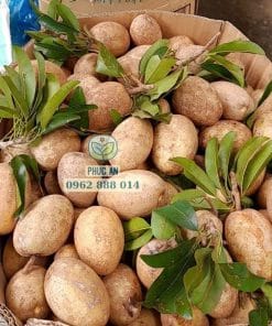 Nông dân thu hoạch trái sapo Cần Thơ to tròn đạt chuẩn Cây Giống Phúc An