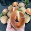 Trái Sapo Mexico thơm ngọt