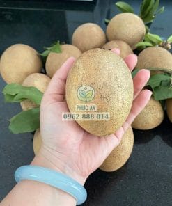 Trái Sapo Mexico