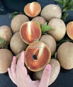 Trái Sapo Mexico chín mùi rất ngon