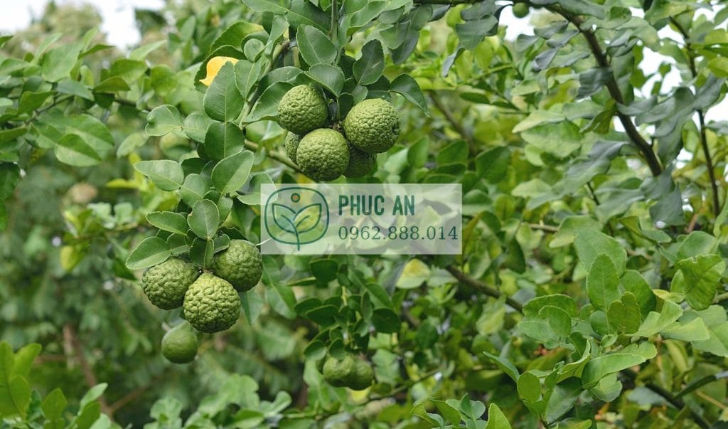 Cây chanh chúc trưởng thành