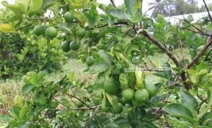 Cây chanh không hạt trưởng thành cho trái rất say