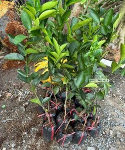 Cây giống chanh không hạt chuẩn, chất lượng cao tại Cây Giống Phúc An