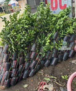 Lô cây giống chanh không hạt bộ lá xanh khỏe dày dặn tại Cây Giống Phúc An