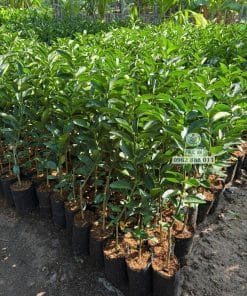 Vườn ươm cây giống chanh không hạt số lượng lớn của Cây Giống Phúc An