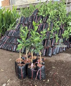 Cây giống chanh không hạt trồng thực tế phát triển tốt lá xanh quanh năm tại Phúc An
