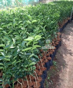 Chuẩn bị đơn hàng cây giống chanh không hạt chất lượng cao được Phúc An giao tận tay nhà vườn