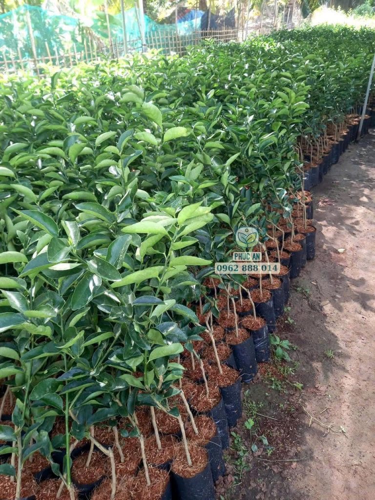 Chuẩn bị đơn hàng cây giống chanh không hạt chất lượng cao được Phúc An giao tận tay nhà vườn