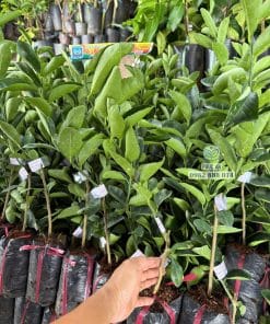 Cây giống chanh không hạt ra đọt non xanh mướt phát triển tốt tại vườn Phúc An