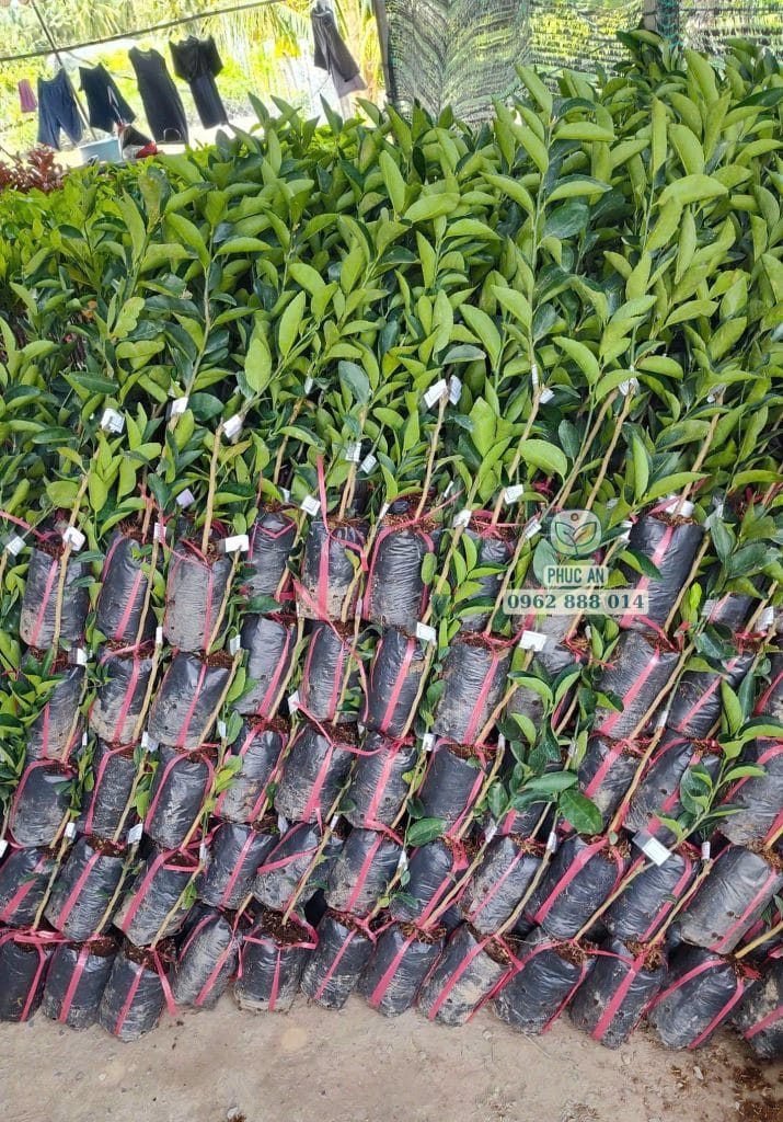 Lô cây giống chanh không hạt, chất lượng cao được nhà vườn Phúc An tuyển chọn