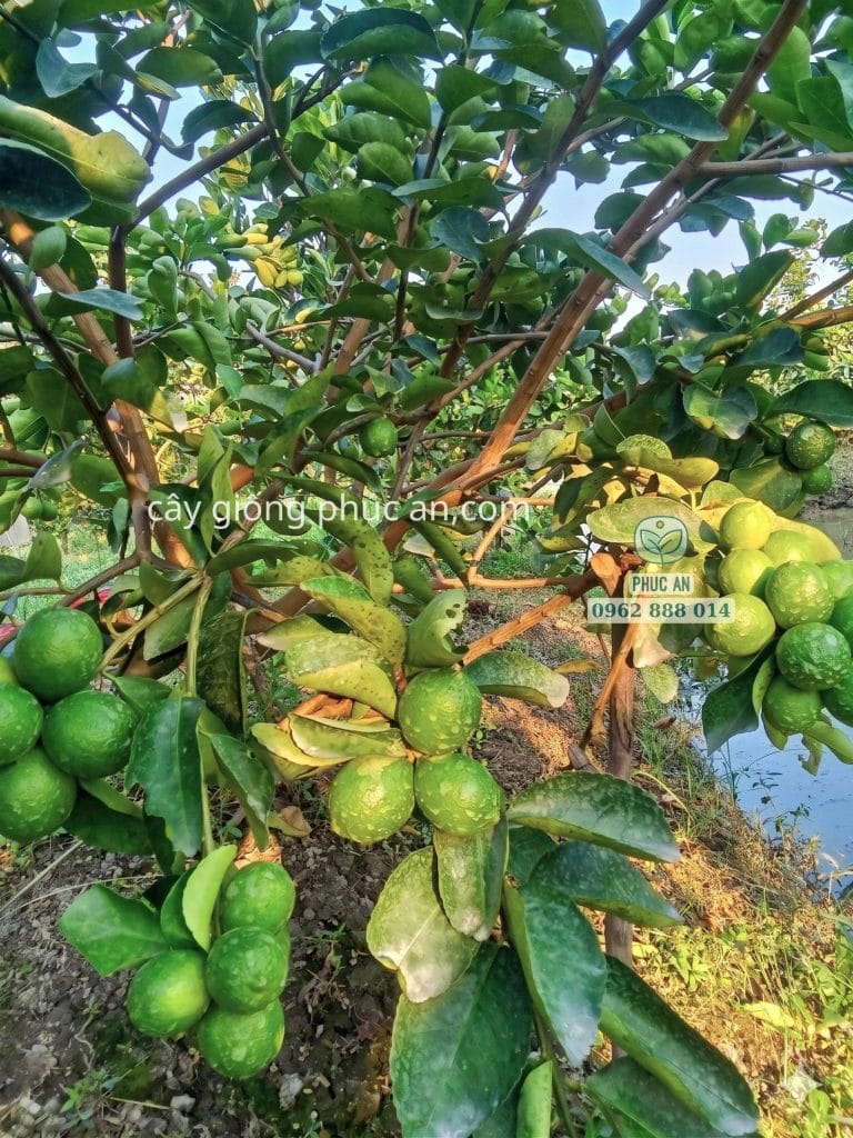Cây chanh không hạt giống chuẩn sinh trưởng mạnh cho trái năng suất cao