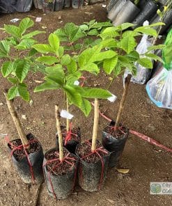 Cây giống chôm chôm Tiến Cường - Phúc An cung cấp