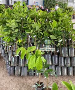 Vườn ươm cây giống chôm chôm Tiến Cường chuẩn giống tại Phúc An