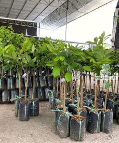 Cây giống chôm chôm Tiến Cường gốc ghép đồng đều tại vườn Phúc An