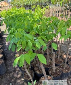 Cây giống chôm chôm Tiến Cường - Phúc An cung cấp
