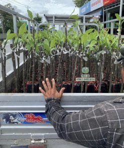 Lô cây giống mít tố nữ được khách hàng tin tưởng lựa chọn tại Phúc An
