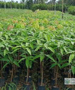 Vườn ươm cây giống xoài cát hòa lộc