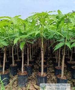 Cây giống xoài cát hòa lộc 2 cơi