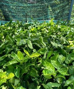 Vườn ươm cây giống mận hồng ST số lượng lớn của Cây Giống Phúc An