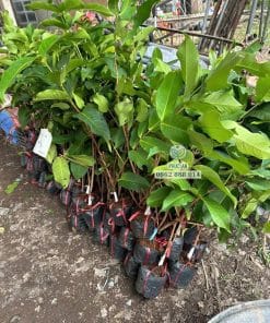 Cây giống mận hồng ST ra đọt non xanh mướt phát triển tốt tại vườn Phúc An
