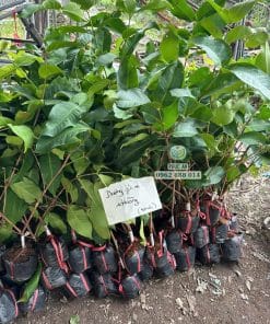 Cây giống mận hồng ST xanh tốt rễ đâm xuyên bầu khỏe mạnh được Phúc An chuẩn bị sẵn sàng giao đi xa