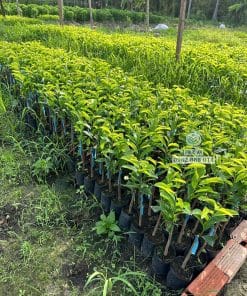 Cây giống mãng cầu xiêm Thái tán lá xanh tốt phát triển đều tại vườn Phúc An