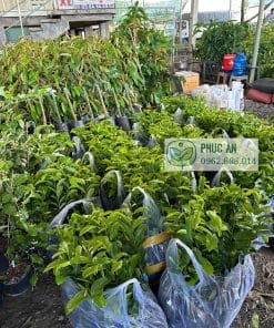 Cây giống mãng cầu xiêm Thái ra đọt non xanh mướt phát triển tốt tại vườn Phúc An