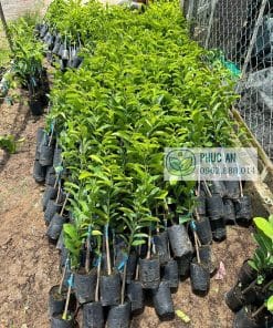 Cây giống mãng cầu xiêm Thái chuẩn, chất lượng cao tại Cây Giống Phúc An