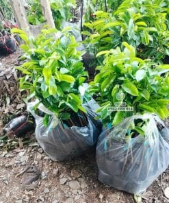 Cây giống mãng cầu xiêm Thái sinh trưởng nhanh vượt trội tại vườn ươm Phúc An