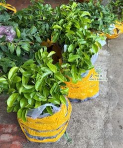 Cây giống mãng cầu xiêm Thái xanh tốt rễ đâm xuyên bầu khỏe mạnh được Phúc An chuẩn bị sẵn sàng giao đi xa